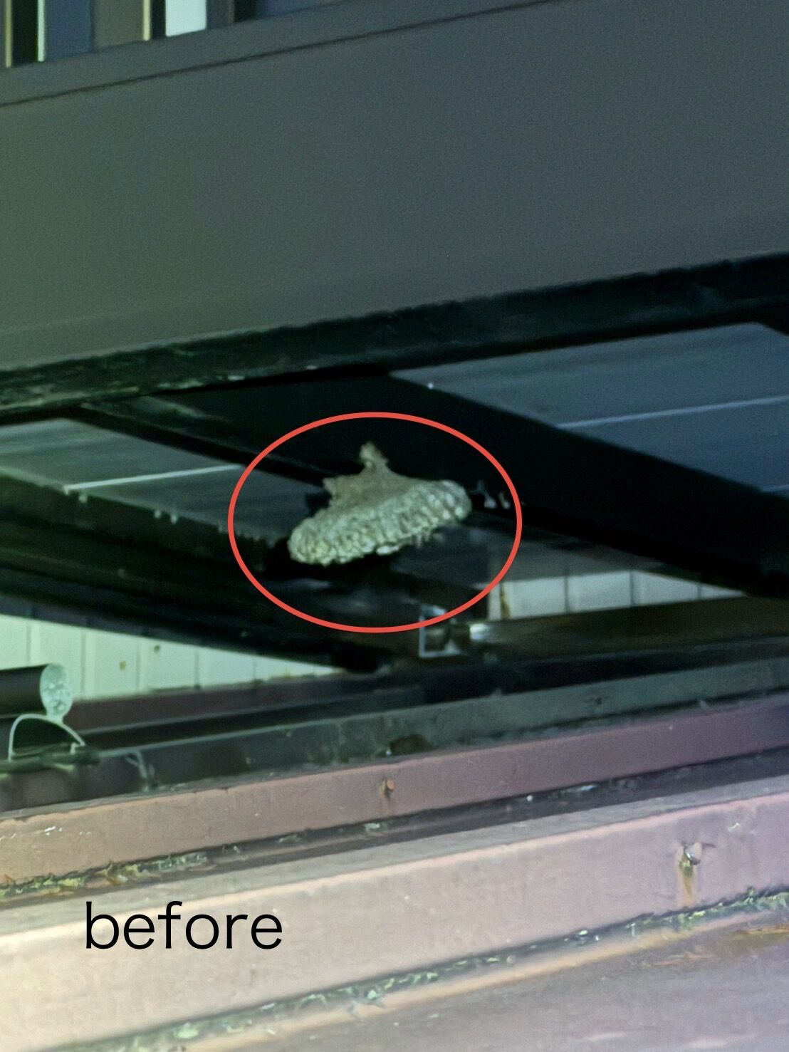 アシナガバチの巣駆除(窓下)