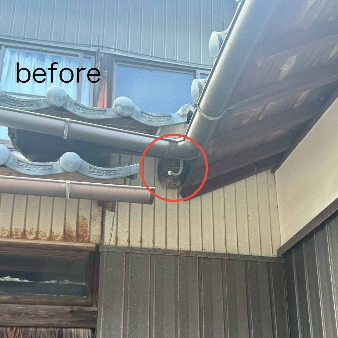 ９月末まで福井県にも出張中🐝