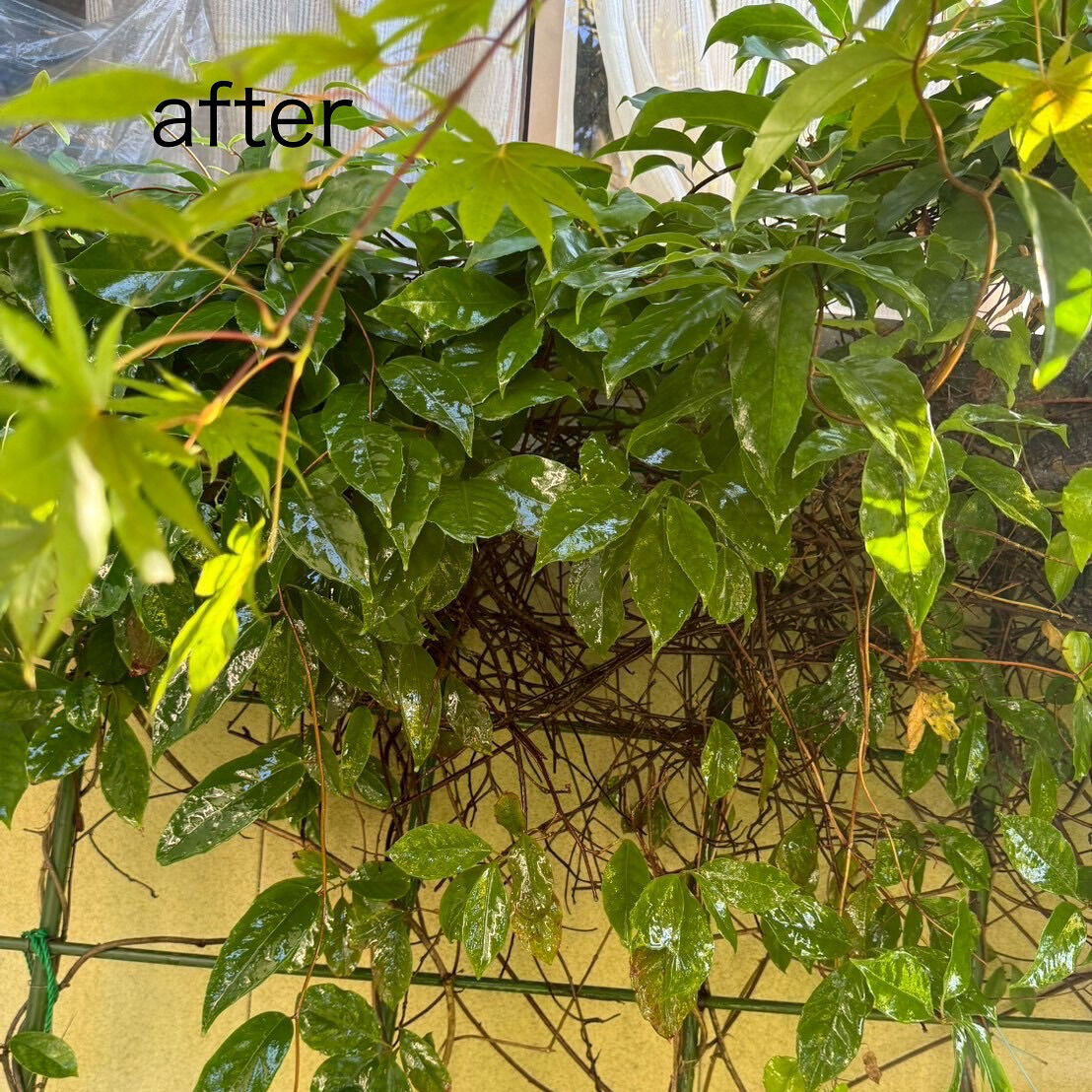 9月末まで福井県にも出張中🐝