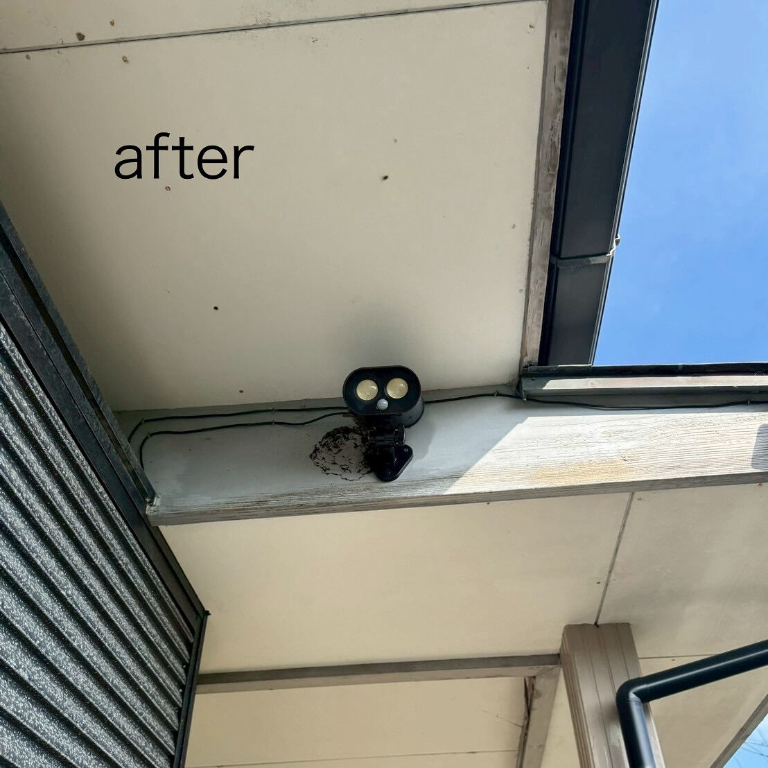 ９月末まで福井県にも出張中🐝