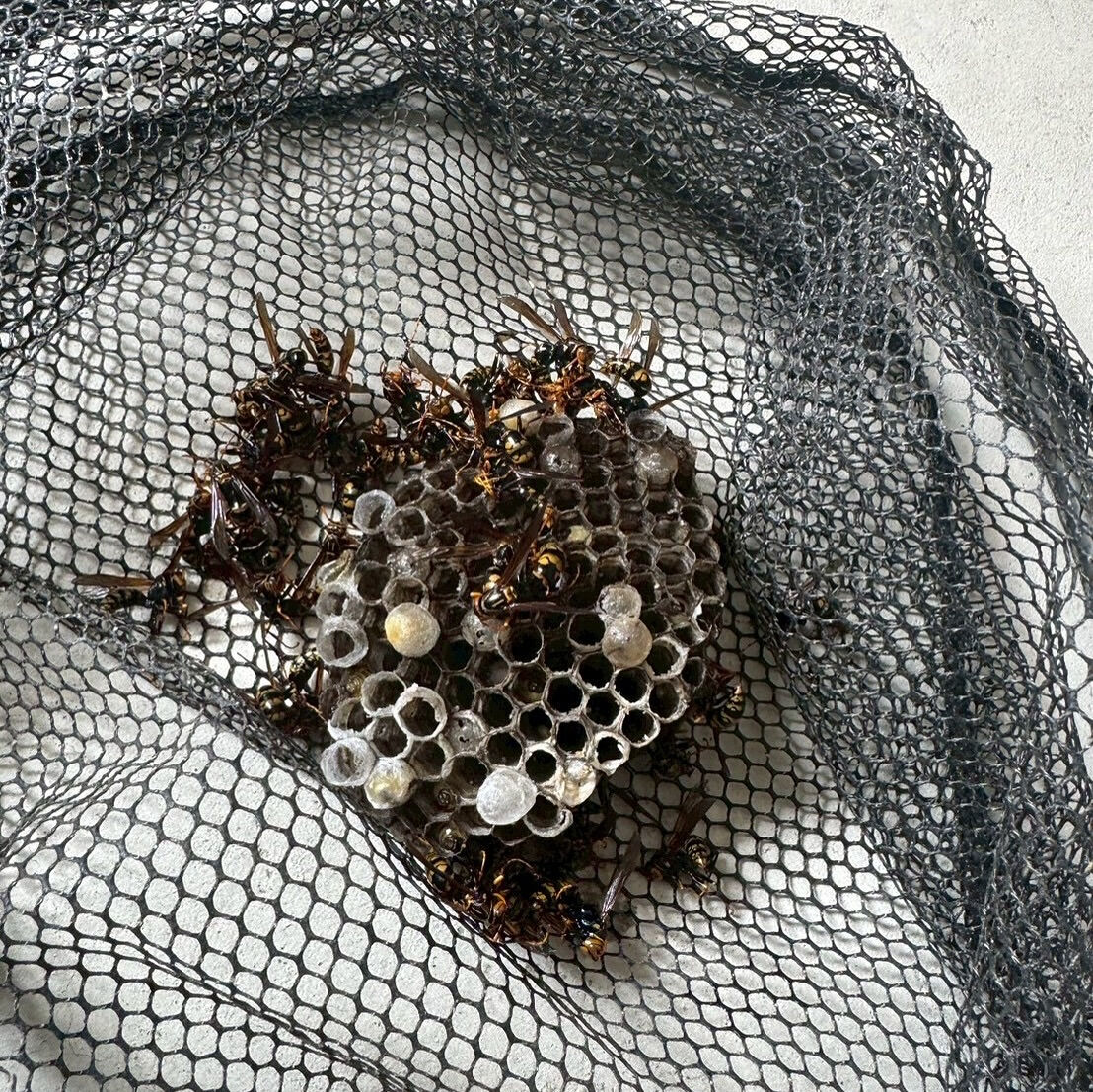 関東圏でもバリバリ蜂駆除中🐝