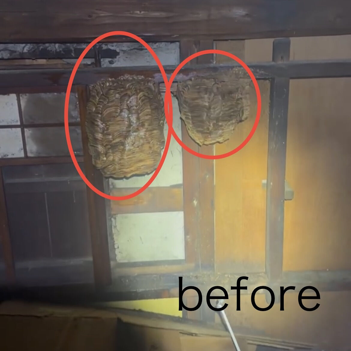 ９月末まで福井県にも蜂駆除出張中🐝