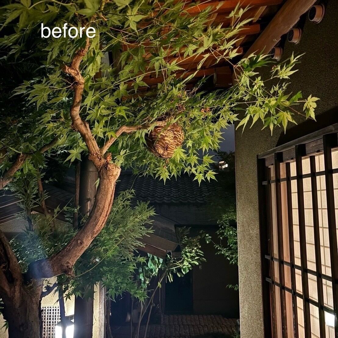 植木のスズメバチの巣駆除
