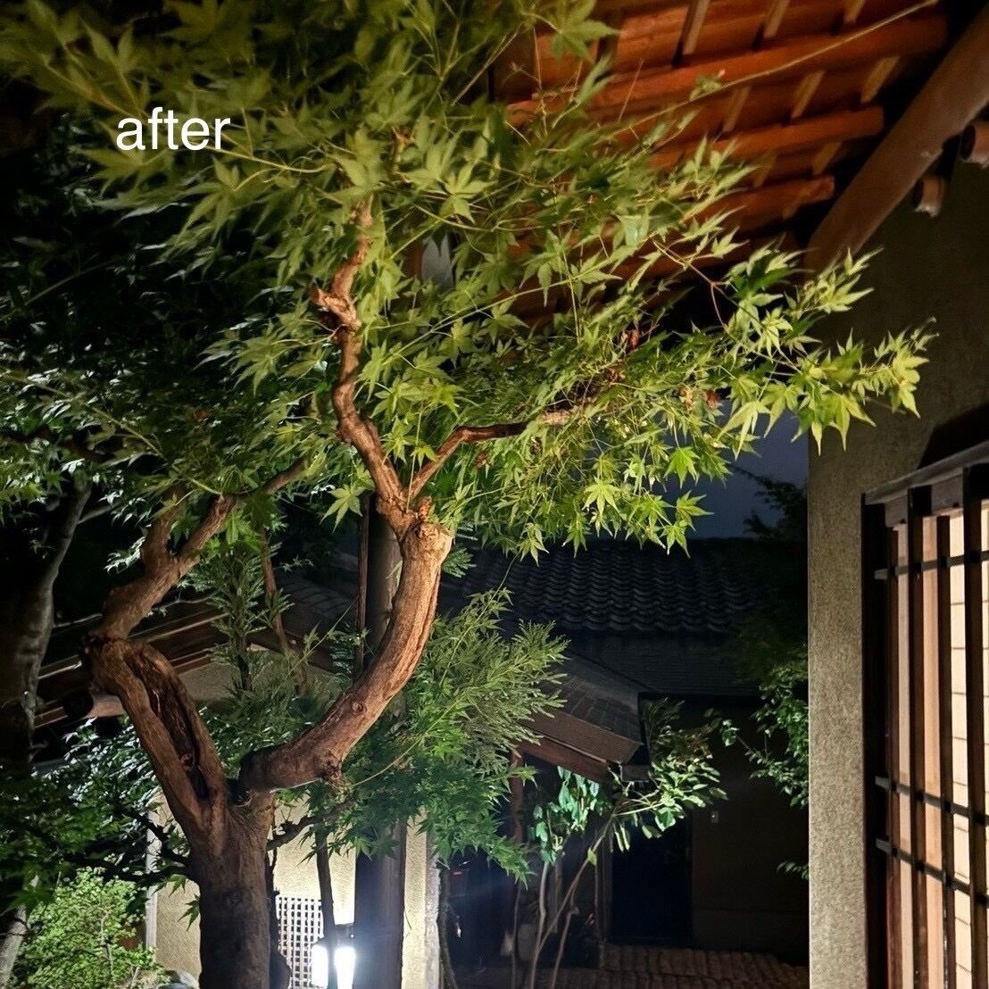 アシナガバチの巣駆除(窓下)