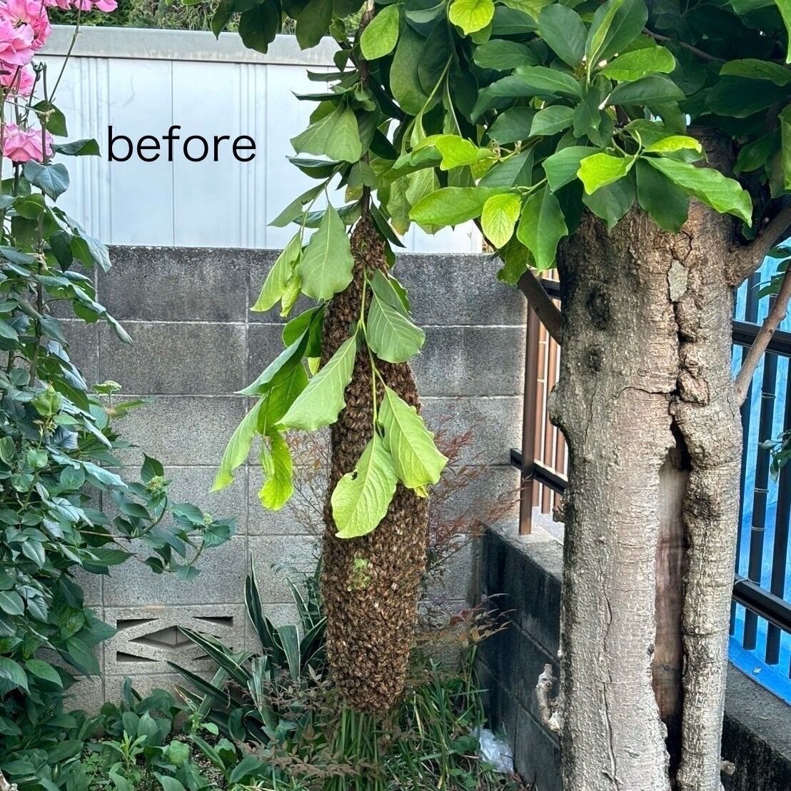 ミツバチの分蜂駆除