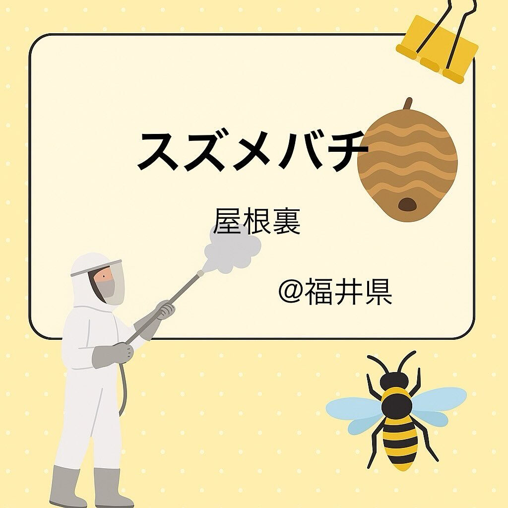 一軒家の屋根裏に出来たスズメバチの巣駆除 @福井県