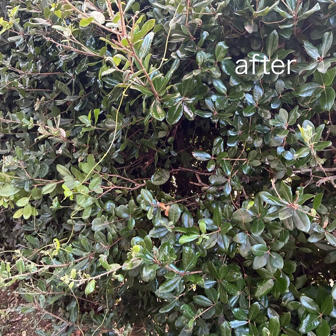 一軒家の植木の中スズメバチの巣駆除🐝@福井県