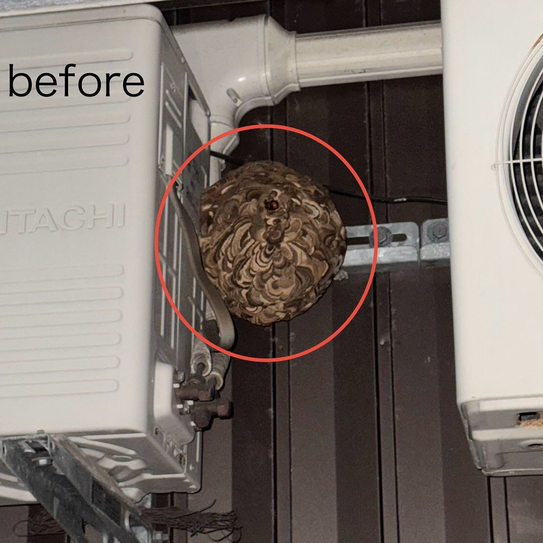 一軒家:室外機横のスズメバチの巣駆除🐝@福井県