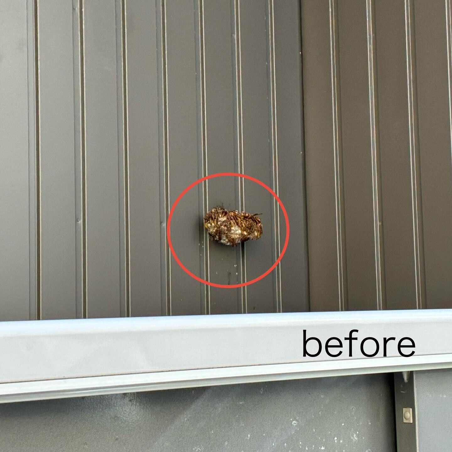 一軒家:物置上部(家の壁面)アシナガバチの巣駆除🐝