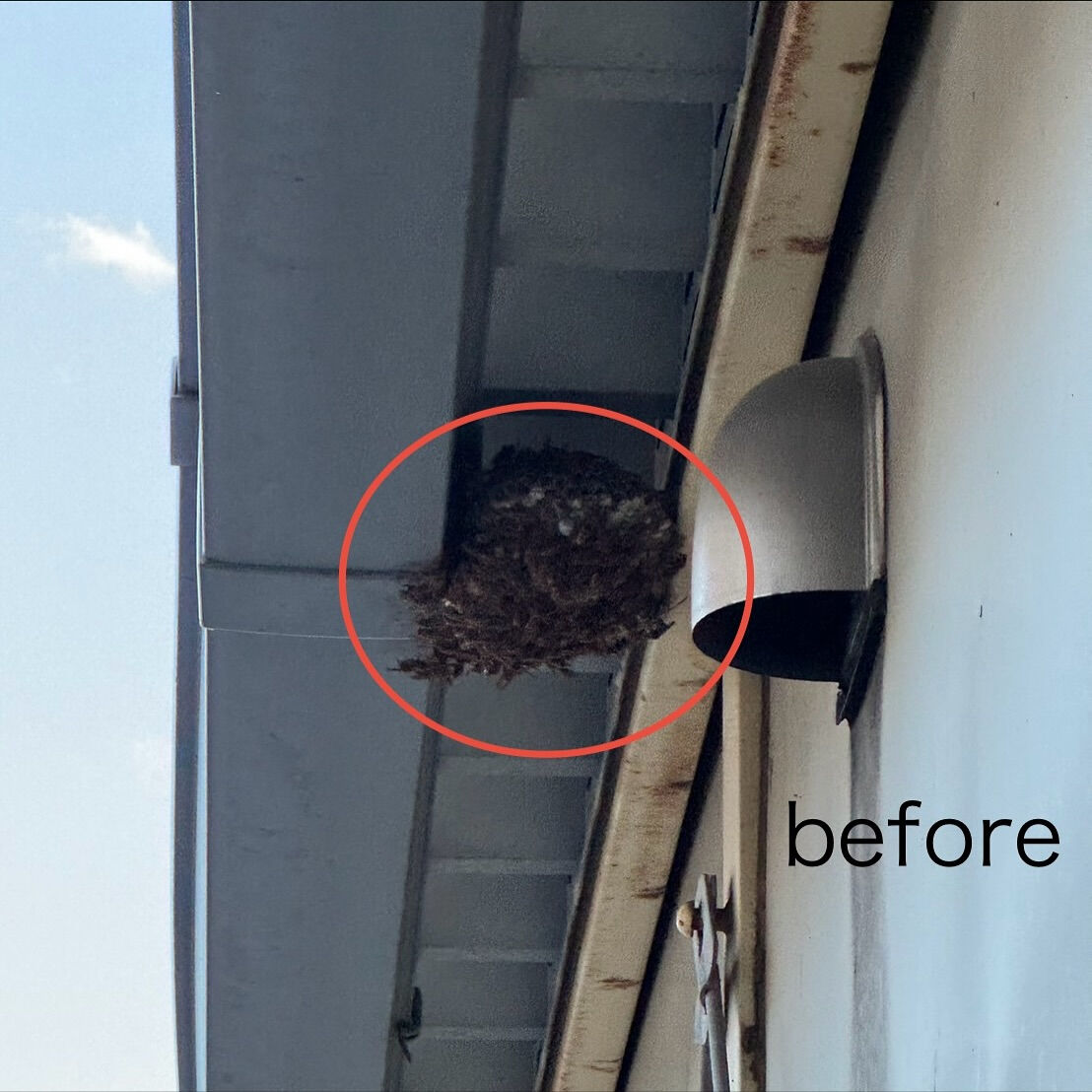 法人(工場):軒下のアシナガバチの巣駆除🐝@埼玉県