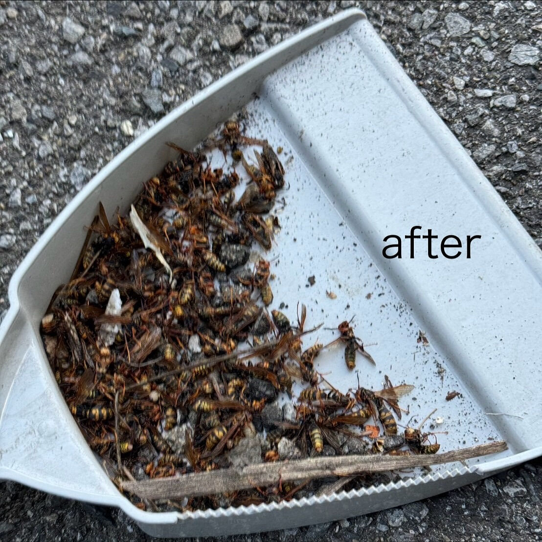 法人(工場):軒下のアシナガバチの巣駆除🐝@埼玉県