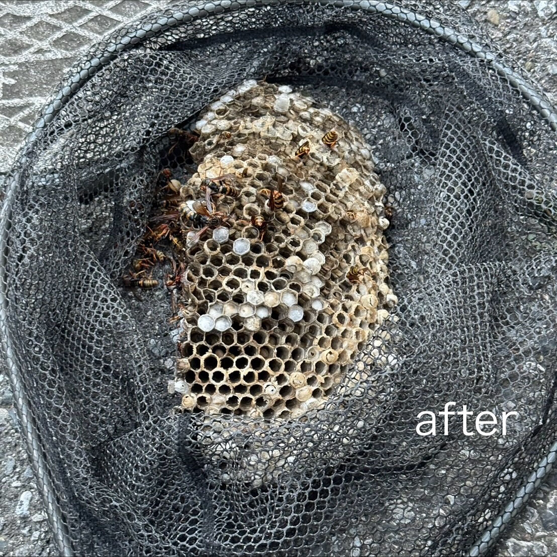 法人(工場):軒下のアシナガバチの巣駆除🐝@埼玉県