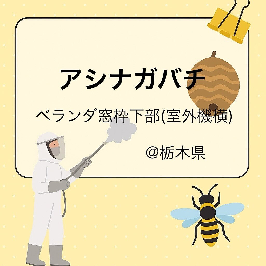 一軒家 : ベランダの窓下アシナガバチの巣駆除🐝@栃木県