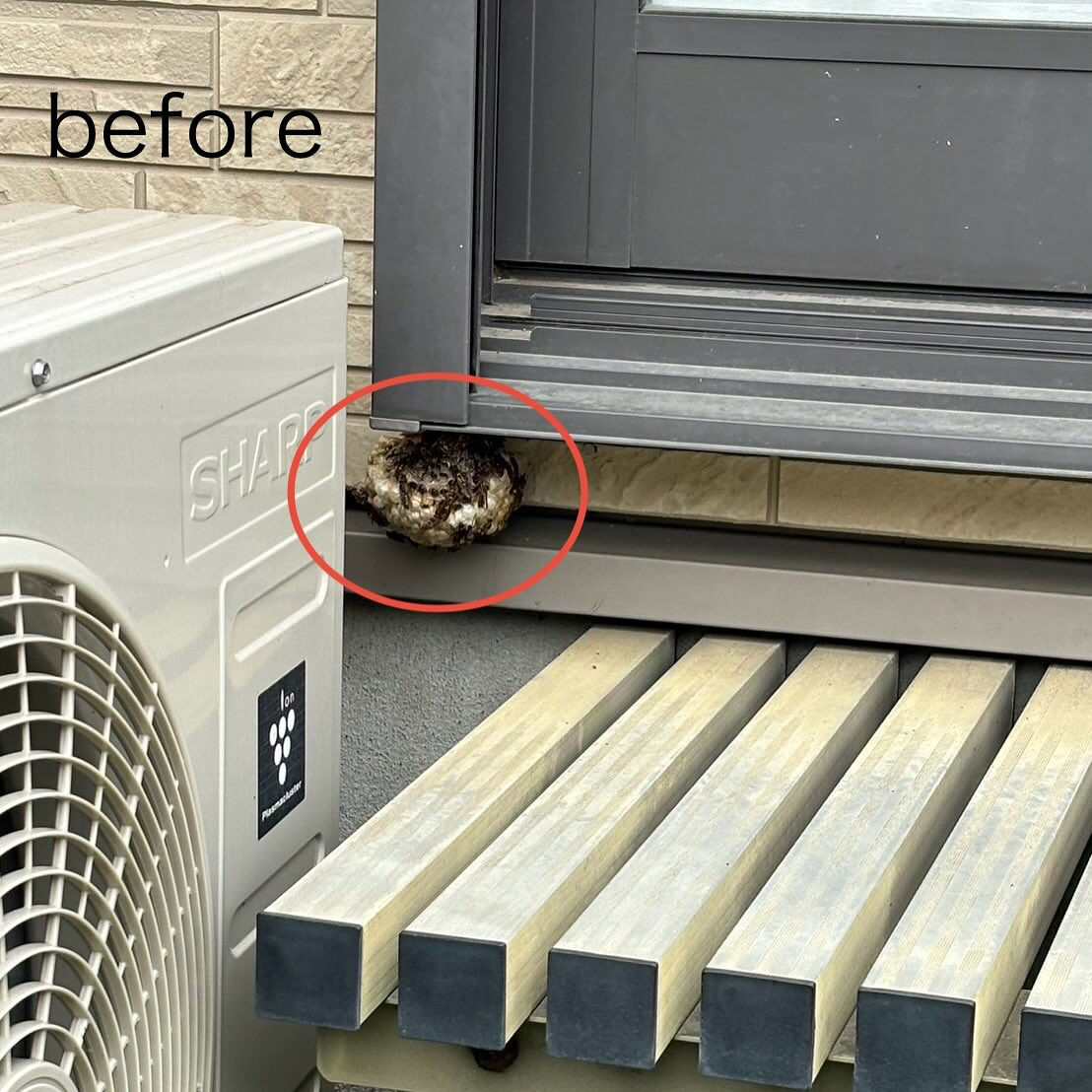 一軒家 : ベランダの窓下アシナガバチの巣駆除🐝@栃木県