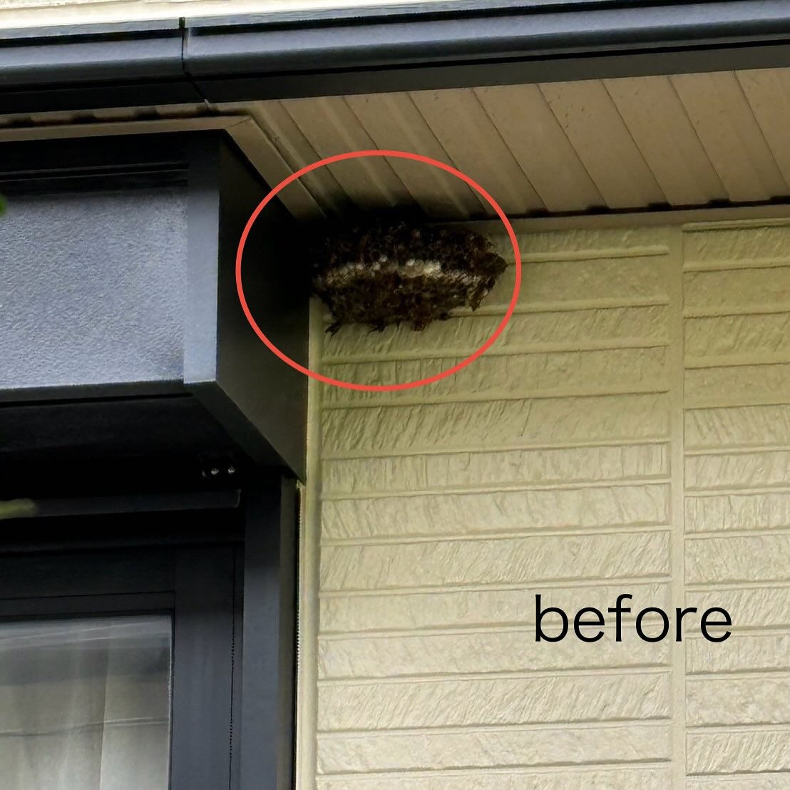 一軒家 : 窓枠の横(軒下)アシナガバチの巣駆除🐝
