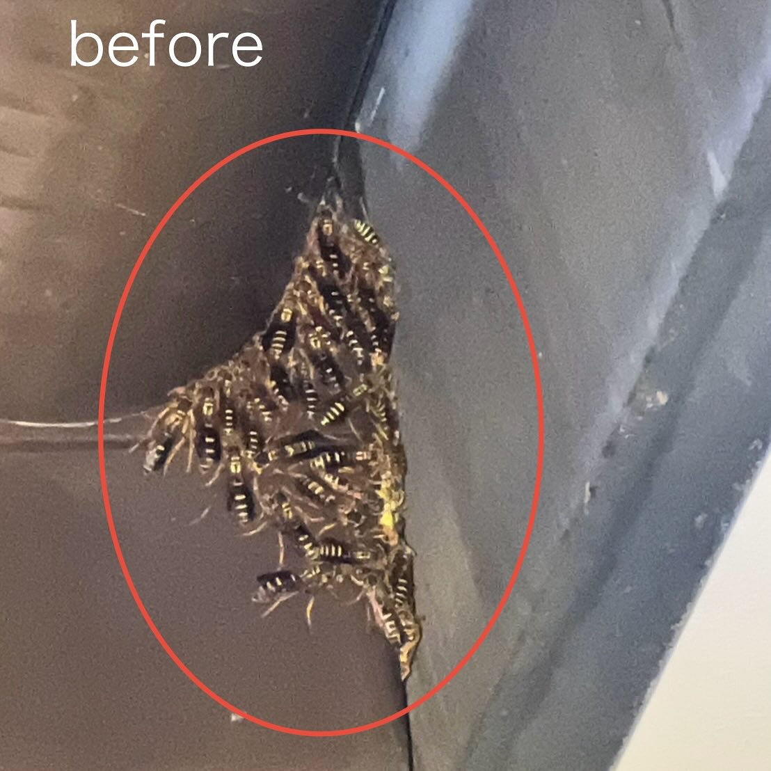 一軒家 : 雨どいのアシナガバチ駆除🐝@群馬県