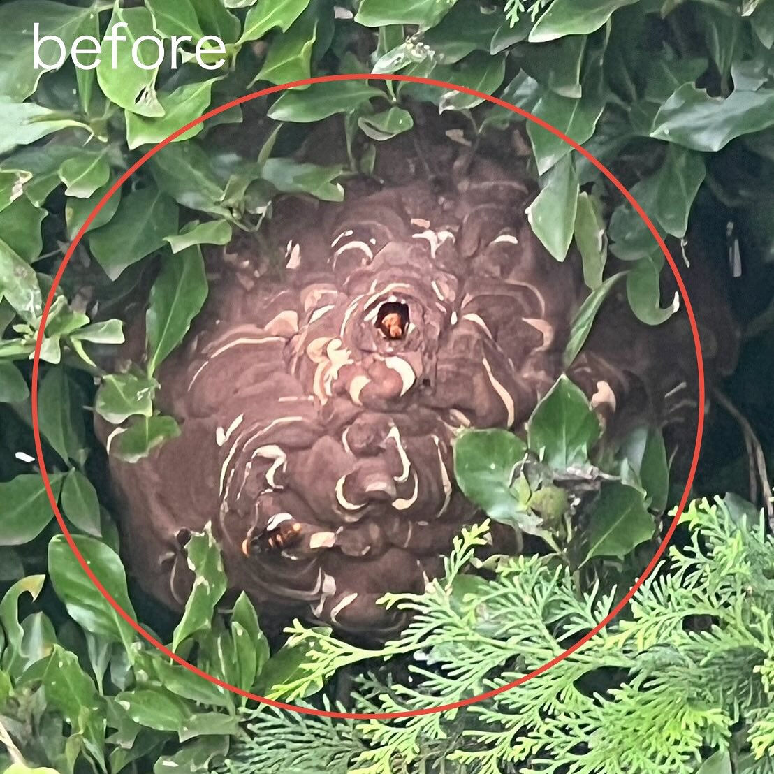 一軒家 : 植木の中のスズメバチの巣駆除🐝@長野県