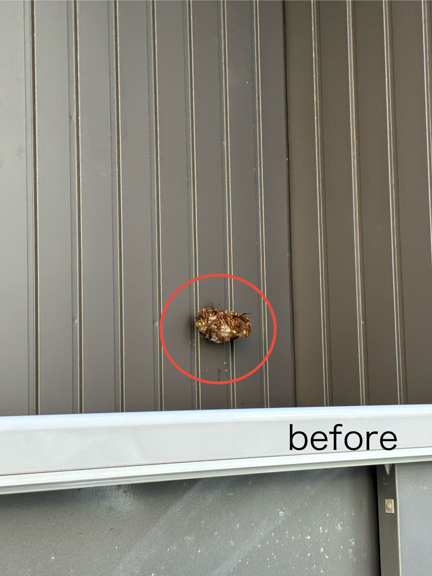 アシナガバチの巣駆除