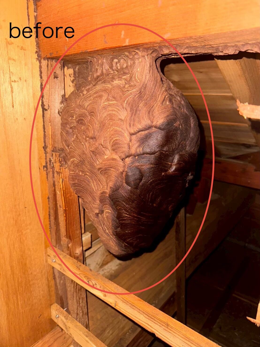 スズメバチの巣駆除(屋根裏)