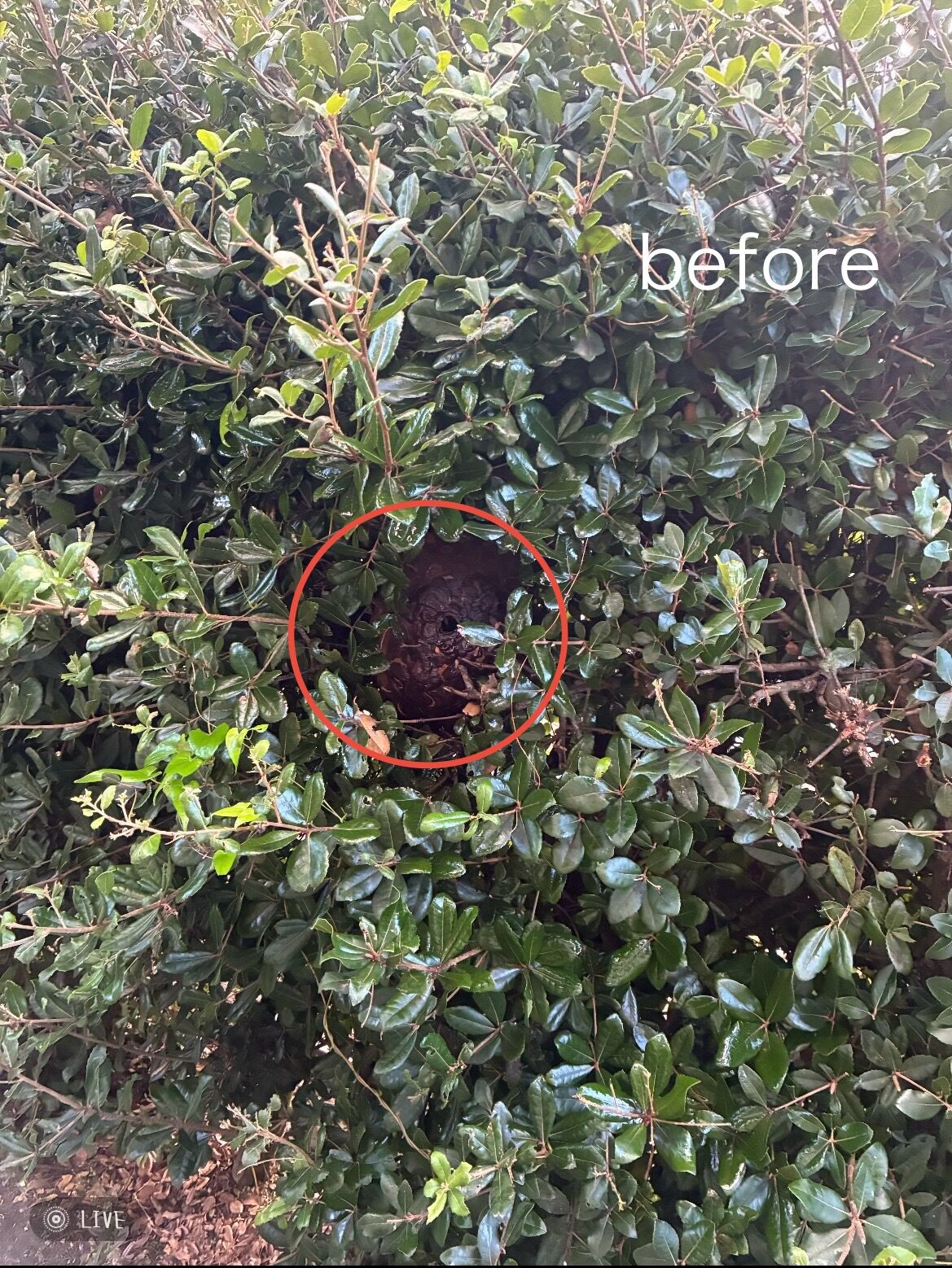 スズメバチの巣駆除(植木の中)