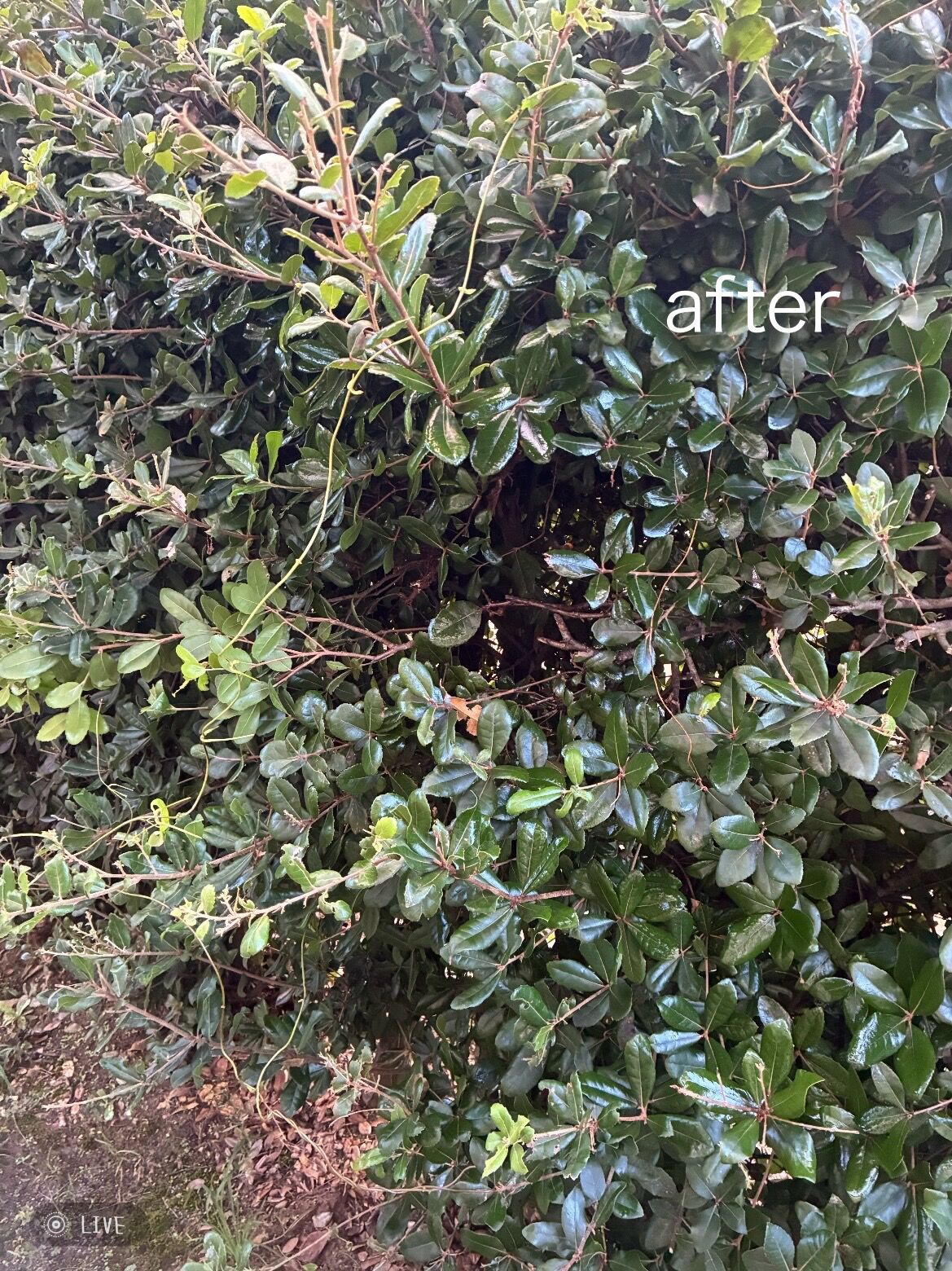 アシナガバチの巣駆除(窓下)