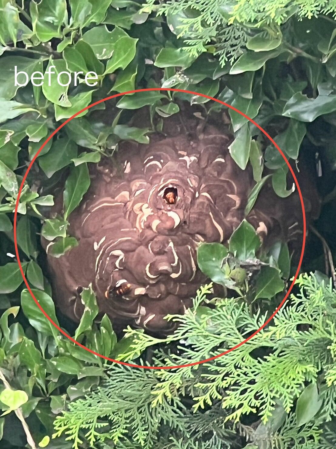 スズメバチの巣駆除(植木の中)