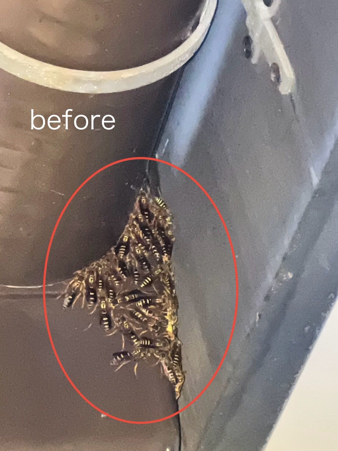 アシナガバチの駆除